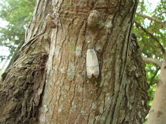 Pyrops watanabei