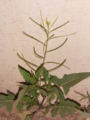 Sisymbrium irio