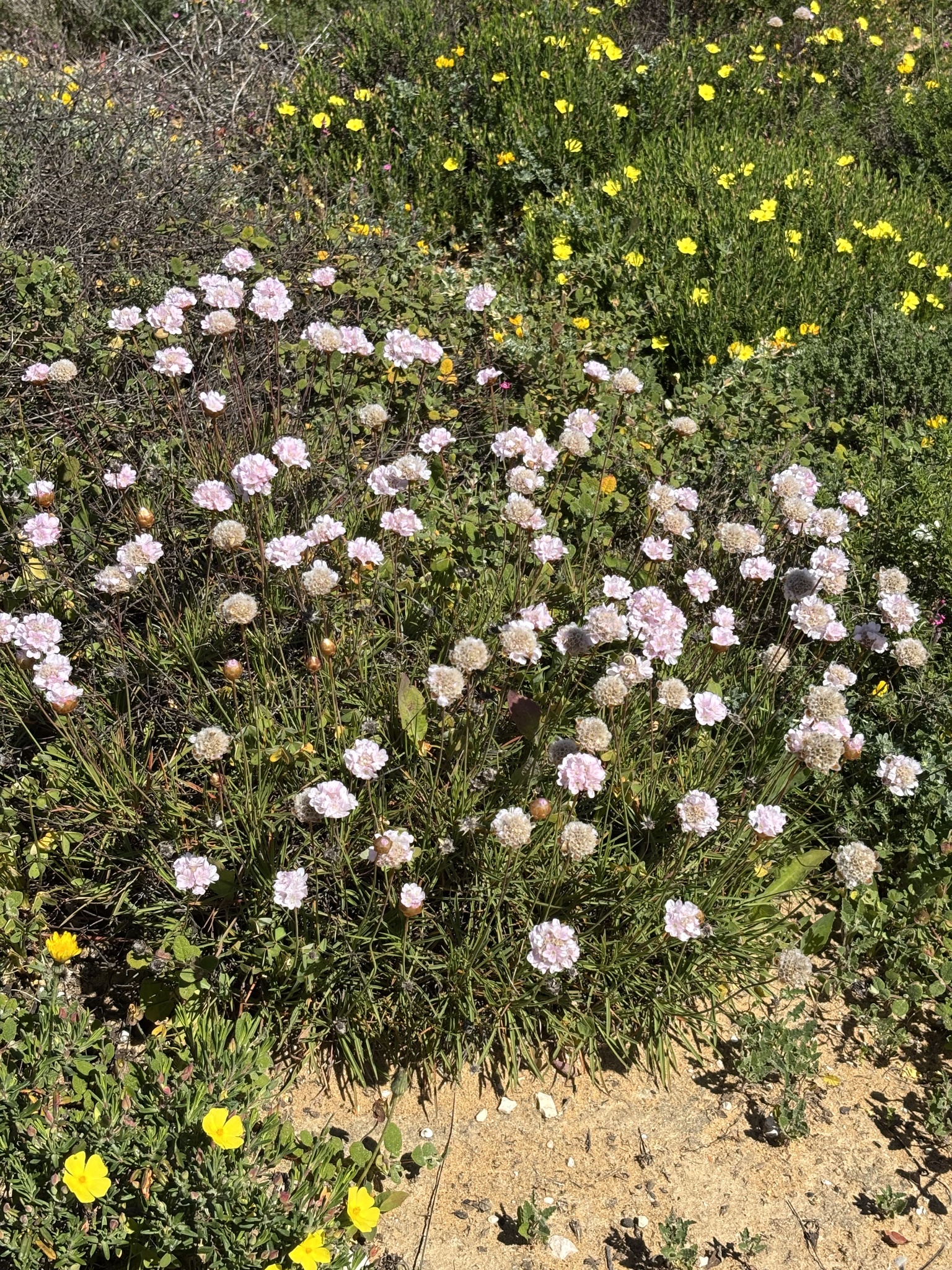Sea Rose (Armeria pungens)