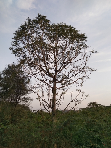 Indian tree of heaven (Ailanthus excelsa)
