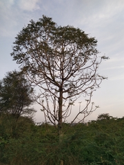 Ailanthus excelsa, photograph author not stated, no rights reserved