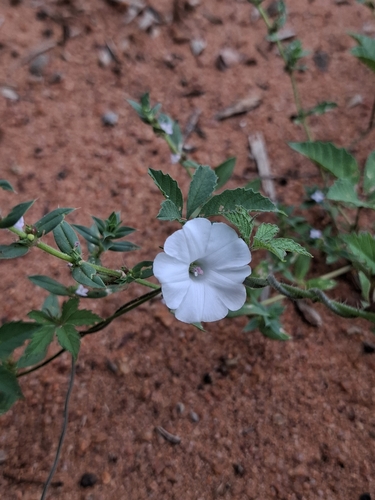Roadside Woodrose (Distimake cissoides)