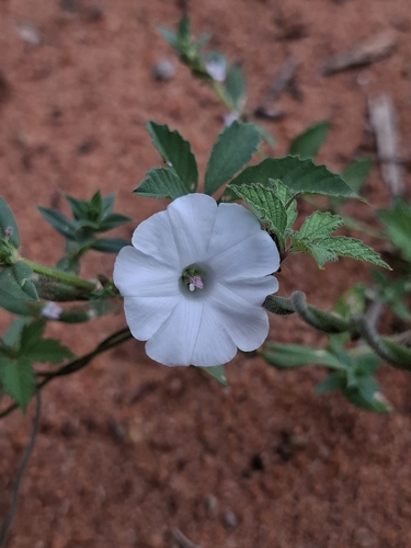 Distimake cissoides, photograph 6