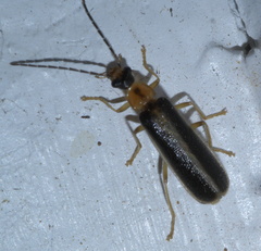 Rhagonycha scitula