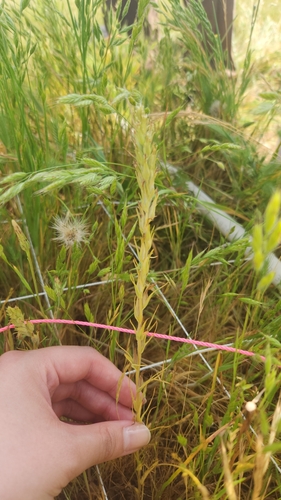 iNaturalist observation photo of valley tassels