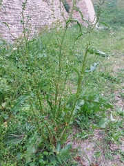 Rumex crispus