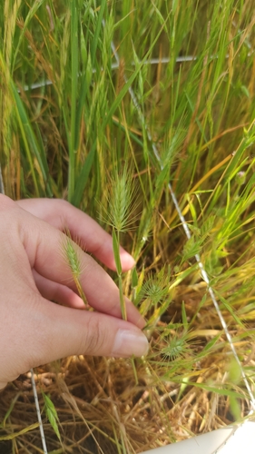 iNaturalist observation photo of grasses, sedges, cattails, and allies