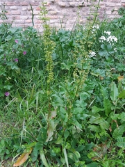 Rumex crispus