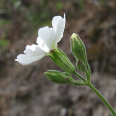 Silene samojedorum