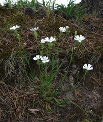 Silene samojedorum