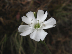 Silene samojedorum