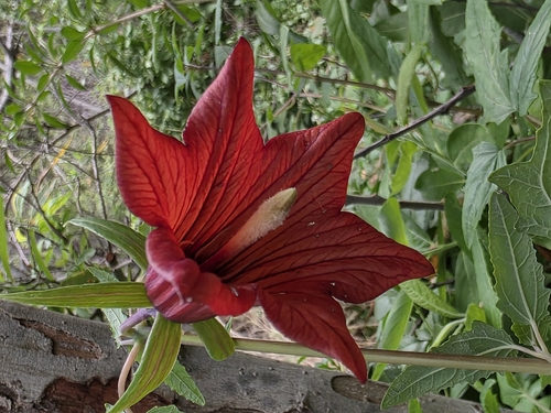 Canary Bellflower (Canarina canariensis)