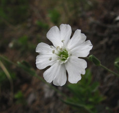 Silene samojedorum