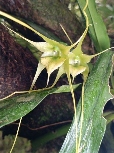 Aeranthes antennophora H.Perrier