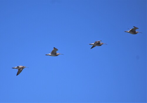 iNaturalist: (c) gfazenda123, some rights reserved (CC BY-NC) iNaturalist image