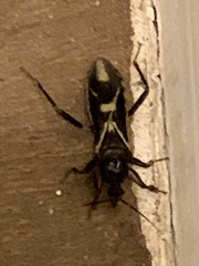 Rasahus sulcicollis