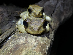 Smilisca sila