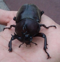 Trypoxylus dichotomus