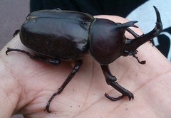 Trypoxylus dichotomus