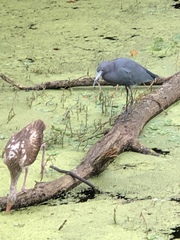 Pelecaniformes