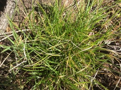 Carex xerophila