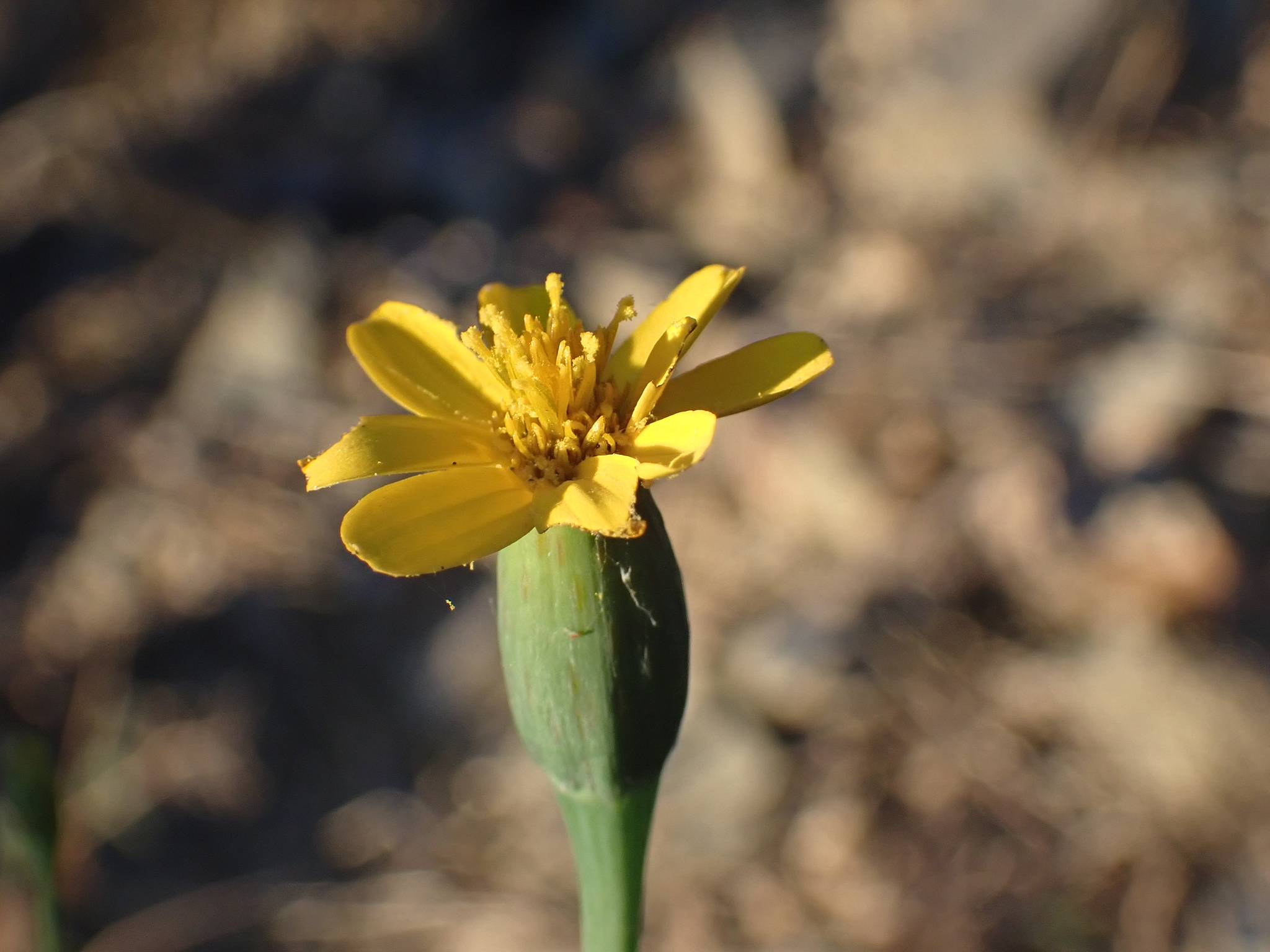 Mexican marigold