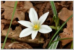 Ornithogalum fimbriatum
