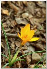 Crocus angustifolius