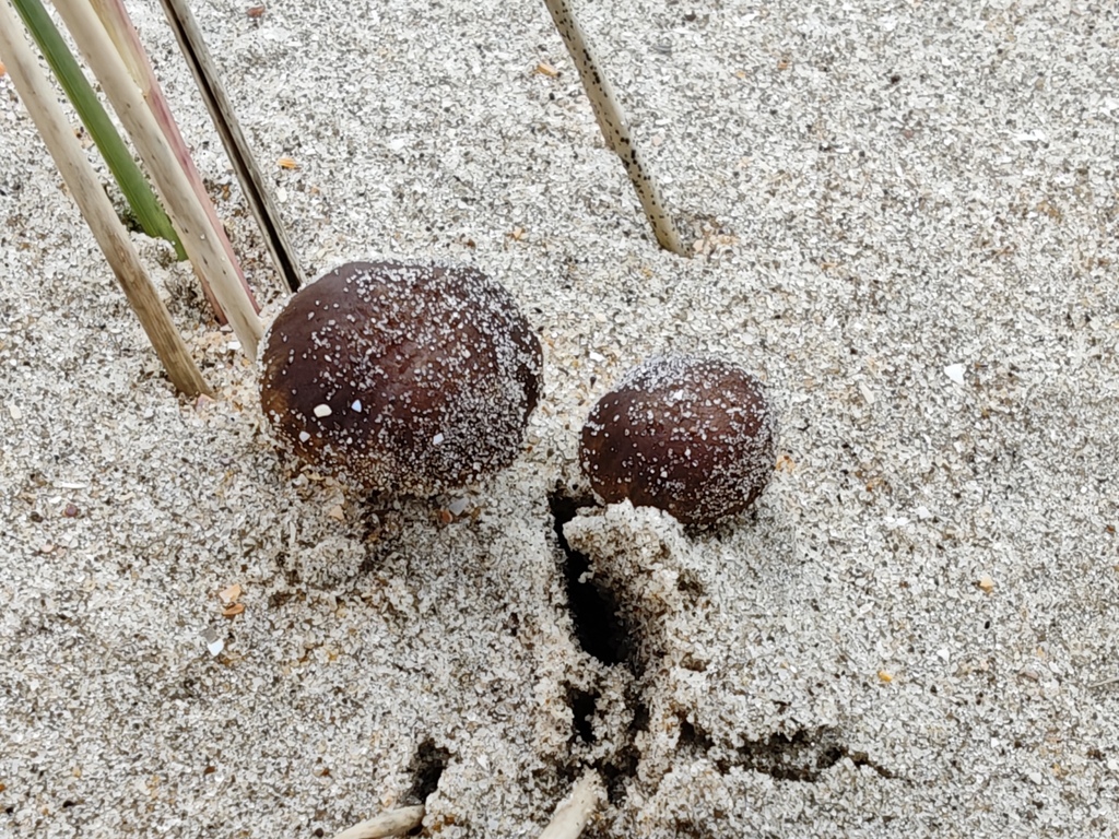 Psathyrella ammophila · April 2026 · photo: © rudolphous (iNaturalist, cc-by)