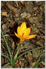 Crocus angustifolius