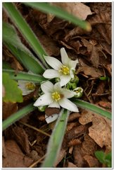 Ornithogalum fimbriatum