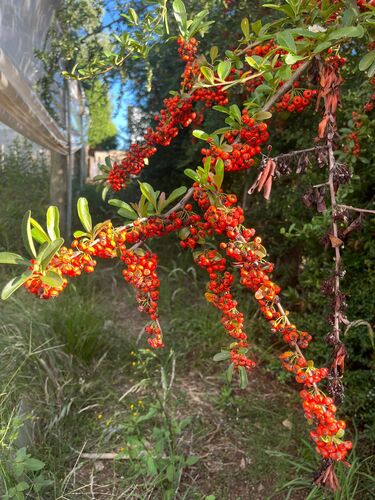 Himalayan firethorn