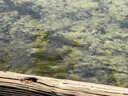Micropterus salmoides