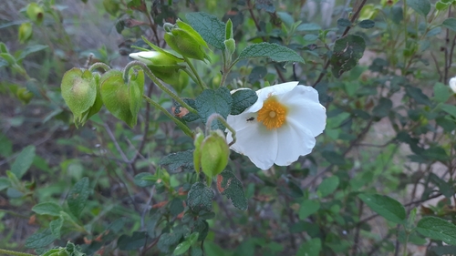 Avistamiento Cistus salviifolius