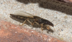 Pinophilus