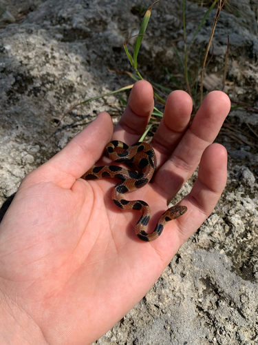 Photo of a Banded Dwarf Boa (Tropidophis semicinctus)