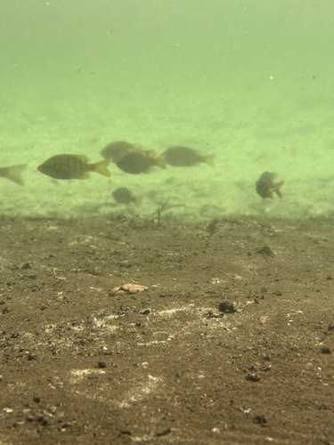 Lepomis macrochirus purpurascens