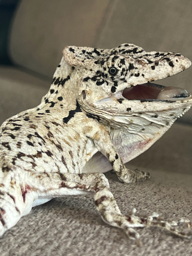 Short-bearded Anole