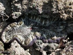Stichodactyla