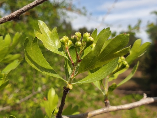 Crataegus azarolus, photograph 5