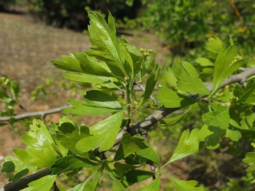 Crataegus azarolus, photograph 6