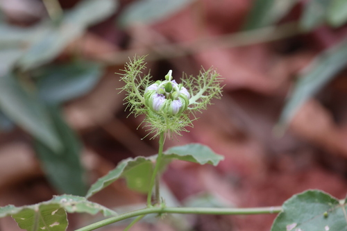 fringed passionflower (Passiflora ciliata)