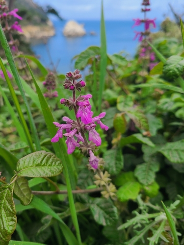 California Hedge Nettle (Stachys bullata)