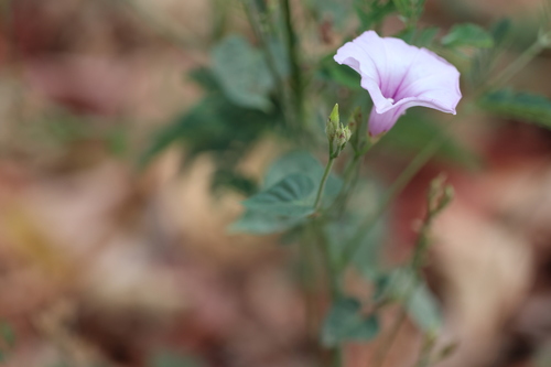 threefork morning glory (Ipomoea trifida)