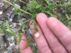 Baccharis plummerae plummerae