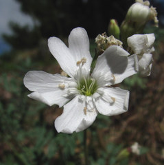 Silene samojedorum