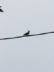 Phainopepla nitens