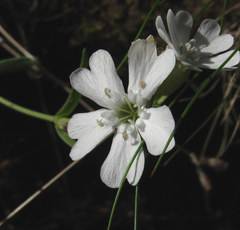 Silene samojedorum