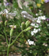 Silene samojedorum