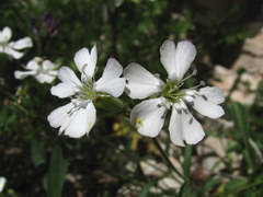 Silene samojedorum